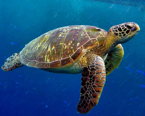 Dia mundial de les tortugues marines. Centre Cívic Can Deu